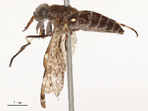  (Haematopota tenasserimi - CBG-B00901-D08)  @11 [ ] CreativeCommons - Attribution Share - Alike (2025) CBG Photography Group Centre for Biodiversity Genomics