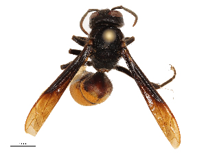  (Vespa affinis - CBG-B00901-F10)  @11 [ ] CreativeCommons - Attribution Share - Alike (2025) CBG Photography Group Centre for Biodiversity Genomics