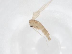  ( - CBG-B00945-D06)  @11 [ ] CreativeCommons - Attribution Share - Alike (2025) Centre for Biodiversity Genomics Centre for Biodiversity Genomics