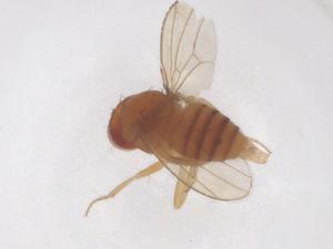  ( - CBG-B00960-A01)  @11 [ ] CreativeCommons - Attribution Share - Alike (2025) Centre for Biodiversity Genomics Centre for Biodiversity Genomics