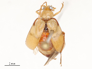  (Paleosepharia - CBG-B01176-C11)  @11 [ ] CreativeCommons - Attribution Share - Alike (2025) CBG Photography Group Centre for Biodiversity Genomics