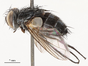  ( - CBG-B01176-C12)  @11 [ ] CreativeCommons - Attribution Share - Alike (2025) CBG Photography Group Centre for Biodiversity Genomics