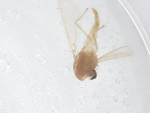  ( - CBG-B01440-A12)  @11 [ ] CreativeCommons - Attribution Share - Alike (2025) Centre for Biodiversity Genomics Centre for Biodiversity Genomics