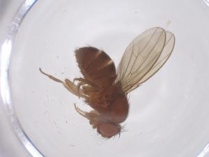  ( - CBG-B02188-G05)  @11 [ ] CreativeCommons - Attribution Share - Alike (2025) Centre for Biodiversity Genomics Centre for Biodiversity Genomics