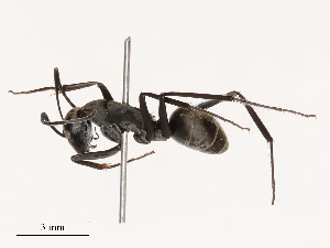  (Camponotus dolendus - CBG-B02499-A06)  @11 [ ] CreativeCommons - Attribution Share - Alike (2025) CBG Photography Group Centre for Biodiversity Genomics