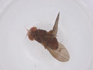  ( - CBG-B02510-C03)  @11 [ ] CreativeCommons - Attribution Share - Alike (2025) Centre for Biodiversity Genomics Centre for Biodiversity Genomics