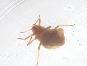  (Astegopteryx - CBG-B02511-D01)  @11 [ ] CreativeCommons - Attribution Share - Alike (2025) Centre for Biodiversity Genomics Centre for Biodiversity Genomics