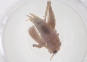  (Svistella - CBG-B04012-A01)  @11 [ ] CreativeCommons - Attribution Share - Alike (2025) Centre for Biodiversity Genomics Centre for Biodiversity Genomics