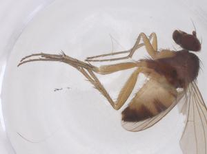  (Trigonocera - CBG-B04071-A06)  @11 [ ] CreativeCommons - Attribution Share - Alike (2025) Centre for Biodiversity Genomics Centre for Biodiversity Genomics