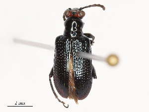  (Lema praeusta - CBG-B04145-E04)  @11 [ ] CreativeCommons - Attribution Share - Alike (2025) CBG Photography Group Centre for Biodiversity Genomics