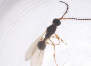  ( - CBG-B05107-C01)  @11 [ ] CreativeCommons - Attribution Share - Alike (2025) Centre for Biodiversity Genomics Centre for Biodiversity Genomics