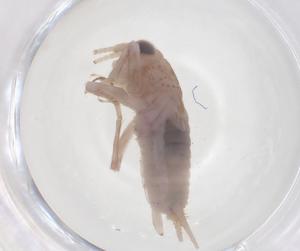  ( - CBG-B20169-A02)  @11 [ ] CreativeCommons - Attribution Share - Alike (2025) Centre for Biodiversity Genomics Centre for Biodiversity Genomics