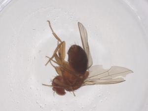  ( - CBG-B20193-G04)  @11 [ ] CreativeCommons - Attribution Share - Alike (2025) Centre for Biodiversity Genomics Centre for Biodiversity Genomics