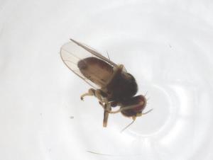  ( - CBG-B20208-H02)  @11 [ ] CreativeCommons - Attribution Share - Alike (2025) Centre for Biodiversity Genomics Centre for Biodiversity Genomics