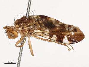  (Rioxoptilona - CBG-B20280-A05)  @11 [ ] CreativeCommons - Attribution Share - Alike (2025) CBG Photography Group Centre for Biodiversity Genomics