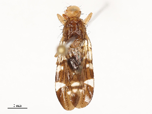  ( - CBG-B20280-C05)  @11 [ ] CreativeCommons - Attribution Share - Alike (2025) CBG Photography Group Centre for Biodiversity Genomics