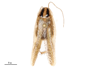  (Blattella bisignata - CBG-B20280-G03)  @11 [ ] CreativeCommons - Attribution Share - Alike (2025) CBG Photography Group Centre for Biodiversity Genomics