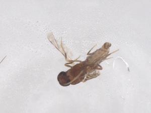  ( - CBG-B20710-D02)  @11 [ ] CreativeCommons - Attribution Share - Alike (2025) Centre for Biodiversity Genomics Centre for Biodiversity Genomics