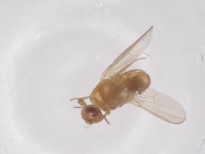  ( - CBG-B20710-E11)  @11 [ ] CreativeCommons - Attribution Share - Alike (2025) Centre for Biodiversity Genomics Centre for Biodiversity Genomics