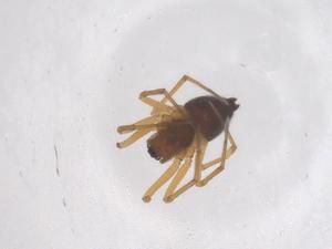  ( - CBG-B20908-E11)  @11 [ ] CreativeCommons - Attribution Share - Alike (2025) Centre for Biodiversity Genomics Centre for Biodiversity Genomics