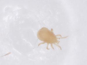  ( - CBG-B20912-F07)  @11 [ ] CreativeCommons - Attribution Share - Alike (2025) Centre for Biodiversity Genomics Centre for Biodiversity Genomics