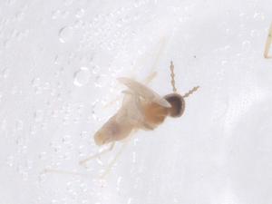  ( - CBG-B20918-G07)  @11 [ ] CreativeCommons - Attribution Share - Alike (2025) Centre for Biodiversity Genomics Centre for Biodiversity Genomics