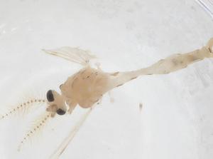  ( - CBG-B20995-A02)  @11 [ ] CreativeCommons - Attribution Share - Alike (2025) Centre for Biodiversity Genomics Centre for Biodiversity Genomics