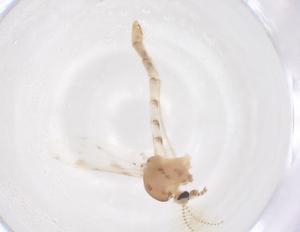  ( - CBG-B21264-G06)  @11 [ ] CreativeCommons - Attribution Share - Alike (2025) Centre for Biodiversity Genomics Centre for Biodiversity Genomics