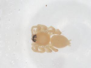  (Clubiona reichlini - CBG-B21271-G07)  @11 [ ] CreativeCommons - Attribution Share - Alike (2025) Centre for Biodiversity Genomics Centre for Biodiversity Genomics