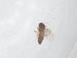  ( - CBG-B23442-A12)  @11 [ ] CreativeCommons - Attribution Share - Alike (2025) Centre for Biodiversity Genomics Centre for Biodiversity Genomics