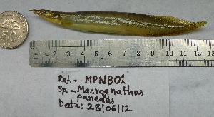  (Macrognathus pancalus - MPNB01)  @13 [ ] CreativeCommons - Attribution Non-Commercial Share-Alike (2012) Unspecified Universiti Sains Malaysia
