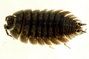  (Porcellio laevis - 10BBCRU-0014)  @13 [ ] CreativeCommons - Attribution (2010) CBG Photography Group Centre for Biodiversity Genomics