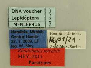  (Rooiklipia mirabib - MFNLEP416)  @11 [ ] Unspecified (default): All Rights Reserved (2021) Museum für Naturkunde Museum für Naturkunde