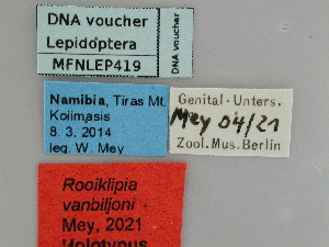  (Rooiklipia vanbiljoni - MFNLEP419)  @11 [ ] Unspecified (default): All Rights Reserved (2021) Museum für Naturkunde Museum für Naturkunde