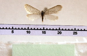  (Brevantennia triglavensis ssp - CLV3394)  @13 [ ] Copyright (2012) Stanislav Gomboc Unspecified