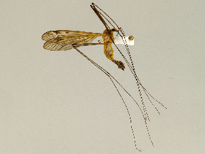  (Tipula coxitalis - CMNH543688)  @13 [ ] CreativeCommons - Attribution Non-Commercial Share-Alike (2010) Chen Young Carnegie Museum of Natural History