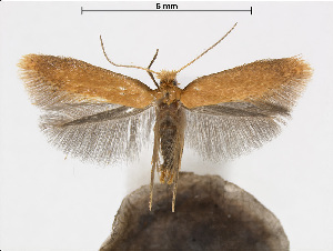  (Tischeria siorkionla - RMNH.INS.24714)  @15 [ ] CreativeCommons - Attribution Non-Commercial Share-Alike (2015) Unspecified Naturalis Biodiversity Centre
