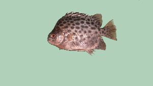  ( - Sample-Q193)  @11 [ ] CreativeCommons - Attribution Share-Alike (2016) Tapan Kumar Barik Berhampur University