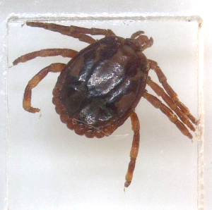  ( - NMNH-2023-034-A01)  @11 [ ] CreativeCommons - Attribution Share-Alike (2023) Unspecified Walter Reed Biosystematics Unit