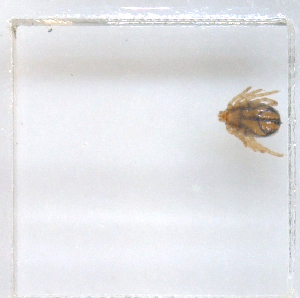  ( - NMNH-2023-034-C04)  @11 [ ] CreativeCommons - Attribution Non-Commercial Share-Alike (2023) Electra Chadd Smithsonian Institution National Museum of Natural History