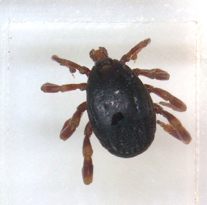  ( - NMNH-2023-034-F03)  @11 [ ] CreativeCommons - Attribution Non-Commercial Share-Alike (2023) Electra Chadd Smithsonian Institution National Museum of Natural History