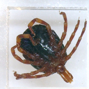  ( - NMNH-2023-034-G11)  @11 [ ] CreativeCommons - Attribution Non-Commercial Share-Alike (2023) Electra Chadd Smithsonian Institution National Museum of Natural History