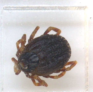  ( - NMNH-2023-034-H04)  @11 [ ] CreativeCommons - Attribution Non-Commercial Share-Alike (2023) Electra Chadd Smithsonian Institution National Museum of Natural History