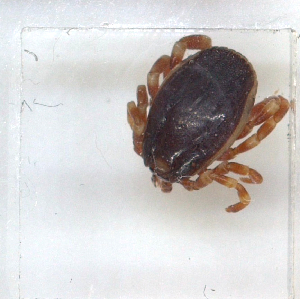  ( - NMNH-2023-035-E03)  @11 [ ] CreativeCommons - Attribution Non-Commercial Share-Alike (2024) Electra Chadd Smithsonian Institution National Museum of Natural History