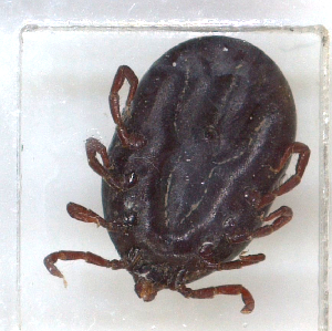  ( - NMNH-2023-035-E09)  @11 [ ] CreativeCommons - Attribution Non-Commercial Share-Alike (2024) Electra Chadd Smithsonian Institution National Museum of Natural History