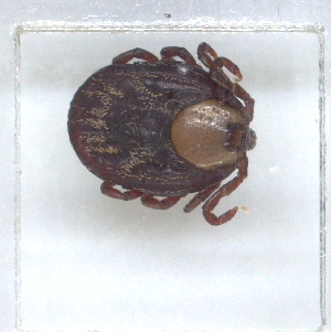  ( - NMNH-2023-035-F09)  @11 [ ] CreativeCommons - Attribution Non-Commercial Share-Alike (2024) Electra Chadd Smithsonian Institution National Museum of Natural History