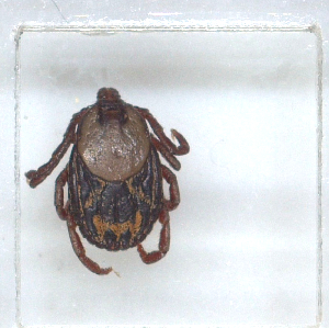  ( - NMNH-2023-035-F10)  @11 [ ] CreativeCommons - Attribution Non-Commercial Share-Alike (2024) Electra Chadd Smithsonian Institution National Museum of Natural History