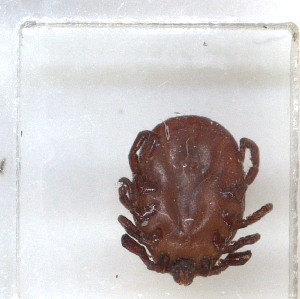  ( - NMNH-2023-035-G01)  @11 [ ] CreativeCommons - Attribution Non-Commercial Share-Alike (2024) Electra Chadd Smithsonian Institution National Museum of Natural History
