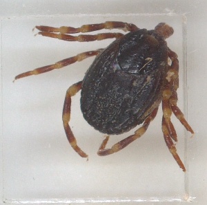  (Hyalomma truncatum_phylogroup III - NMNH-2024-001-B09)  @11 [ ] CreativeCommons - Attribution Non-Commercial Share-Alike (2024) Electra Chadd Smithsonian Institution National Museum of Natural History