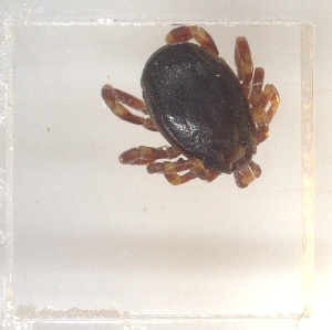  (Hyalomma truncatum_phylogroup II - NMNH-2024-001-C10)  @11 [ ] CreativeCommons - Attribution Non-Commercial Share-Alike (2024) Electra Chadd Smithsonian Institution National Museum of Natural History